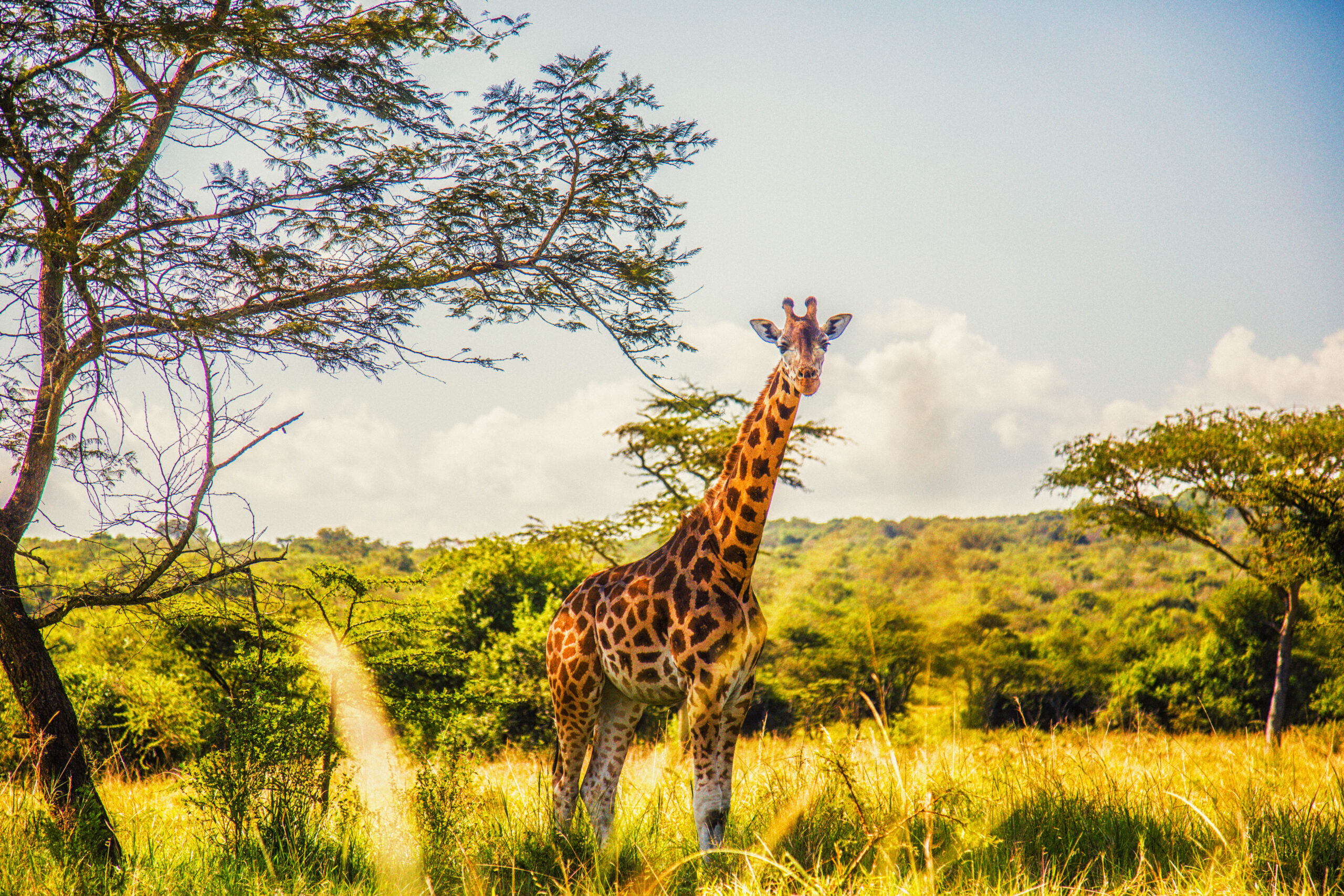 Giraffe in Lake Mburo National Parl
