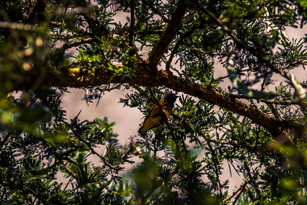 Lake Mburo has more than 350 bird species