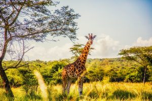 Giraffe in Lake Mburo National Park
