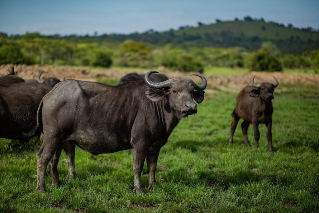 Buffaloes in Lake Mburo National Park