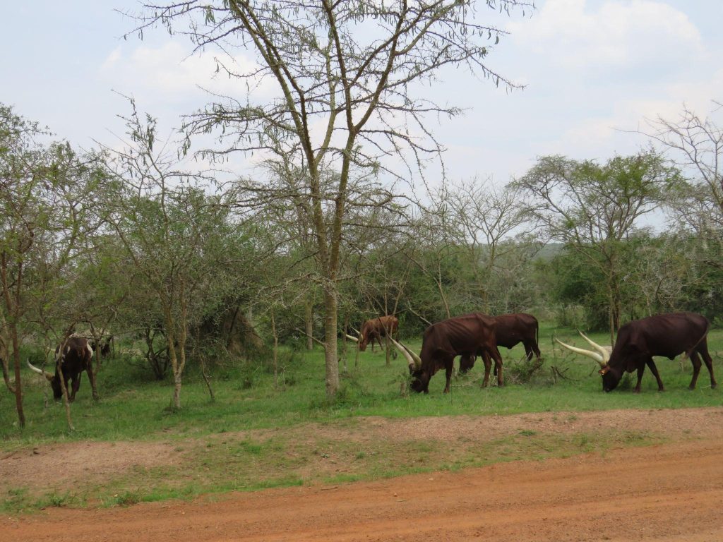 Ankole Cattle grazing in Lake Mburo National Park