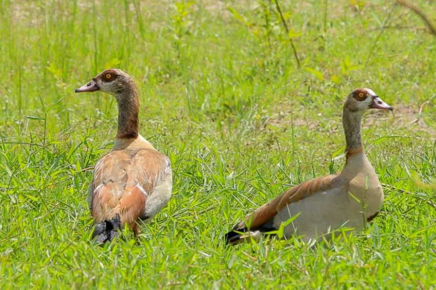 Lake Mburo