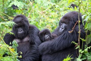 Gorilla Trekking Sectors in Bwindi Forest