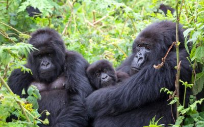 Gorilla Trekking Sectors in Bwindi Forest
