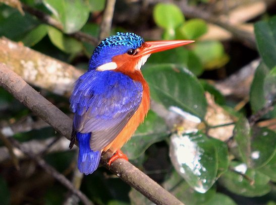 Lake Mburo