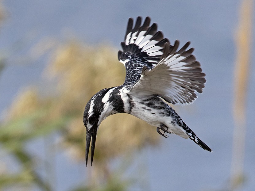 Lake Mburo