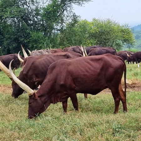 ankole long horned cattle