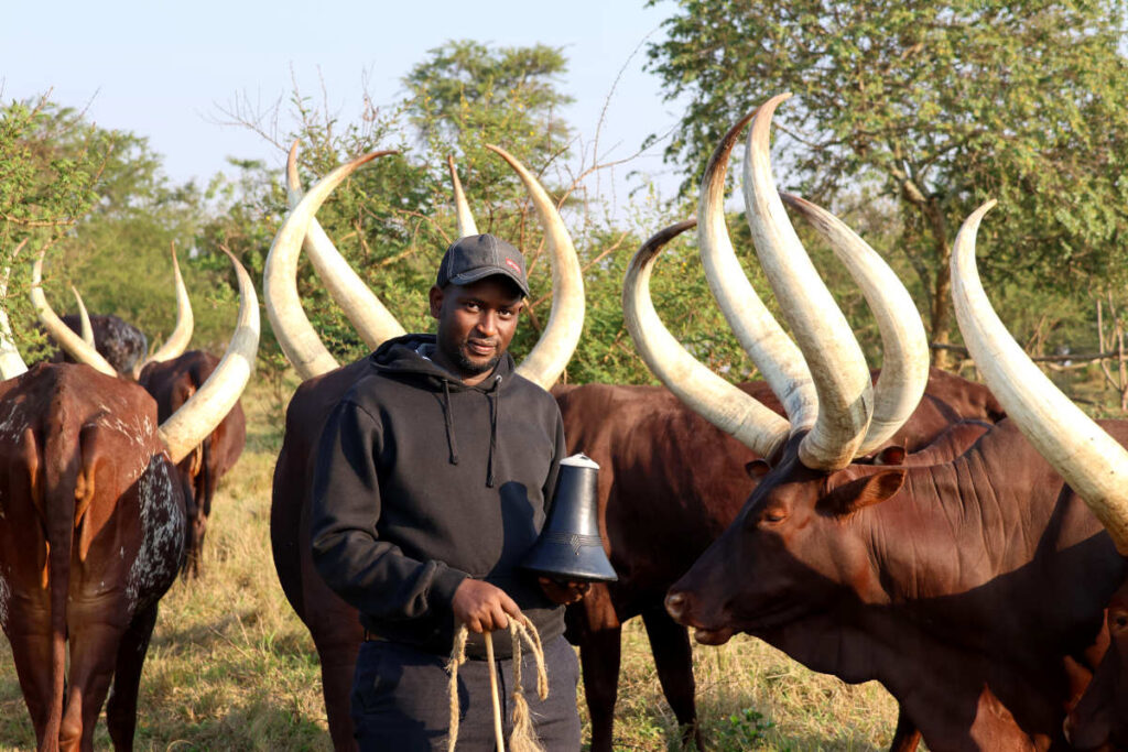 herds man with cows