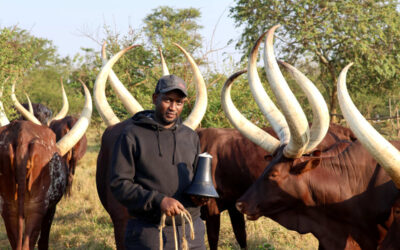 herds man with cows